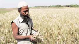 India, India wheat supplies, India wheat trade, India wheat supplies, business news, Wheat trade, Indian economy, wheat price
