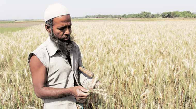 Wheat blast disease, Bangladesh farmers, wheat crop, wheat fungal disease, wheat blast, wheat blast South America, Magnaporthe oryzae fungus, Indian Institute of Wheat and Barley Research, ICAR, Indian farmers, India news