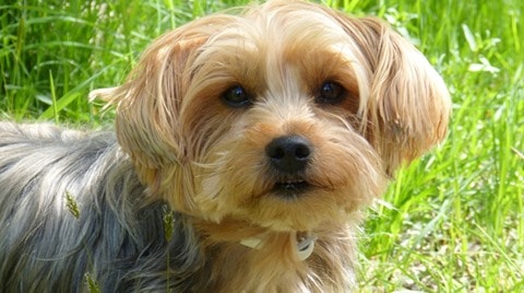 dog reunited with owners after five years, lost dog found after five years, microchipped dog found after five years, dog with microchip found after five years