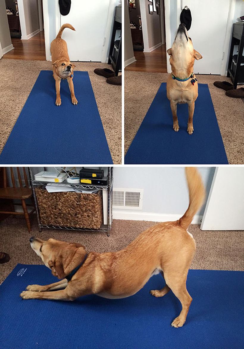 22 ‘aww’dorable pictures of animals doing yoga poses Trending Gallery