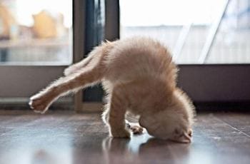 22 'aww'dorable pictures of animals doing yoga poses | Trending Gallery News,The Indian Express 22 'aww'dorable pictures of animals doing yoga poses | Trending Gallery News,The Indian Express