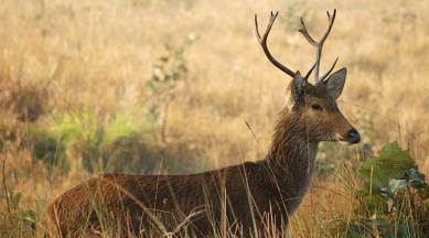 Pune animal census: Rise in number of barking deer, chinkara | Cities  News,The Indian Express