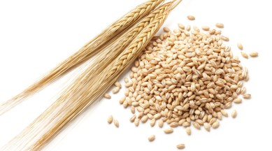 barley, oats, benefits of barley, health benefits of barley, cardiovascular disease prevention, how to lower cholesterol, health news
