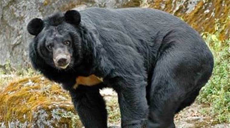 Bear attack kills three in Odisha | India News - The Indian Express