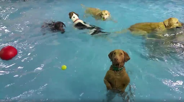 non-swimming dog, can the non-swimming dog swim, Beya, Beya the non-swimming dog, viral videos,