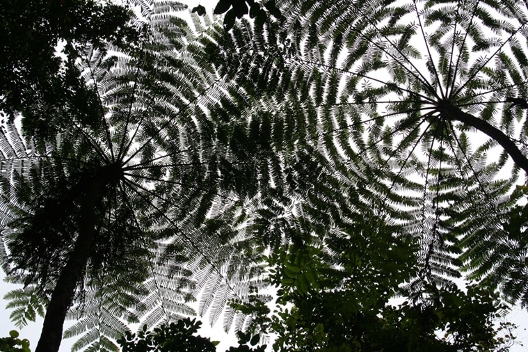 A ripple in the sky — tree ferns in the canopy of the forests of the Great Nicobar Biosphere Reserve.