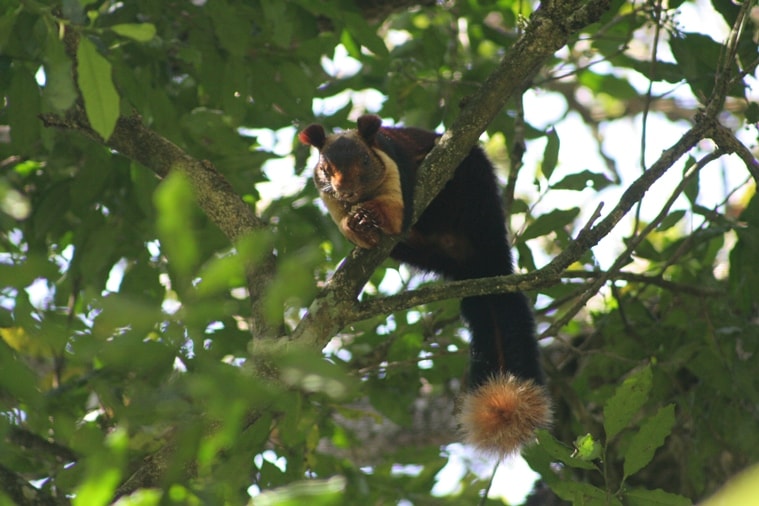 The endemic Malabar Giant Squirrel in the canopy of the Longwood Shola, a small part of forest close to the town of Kotagiri.