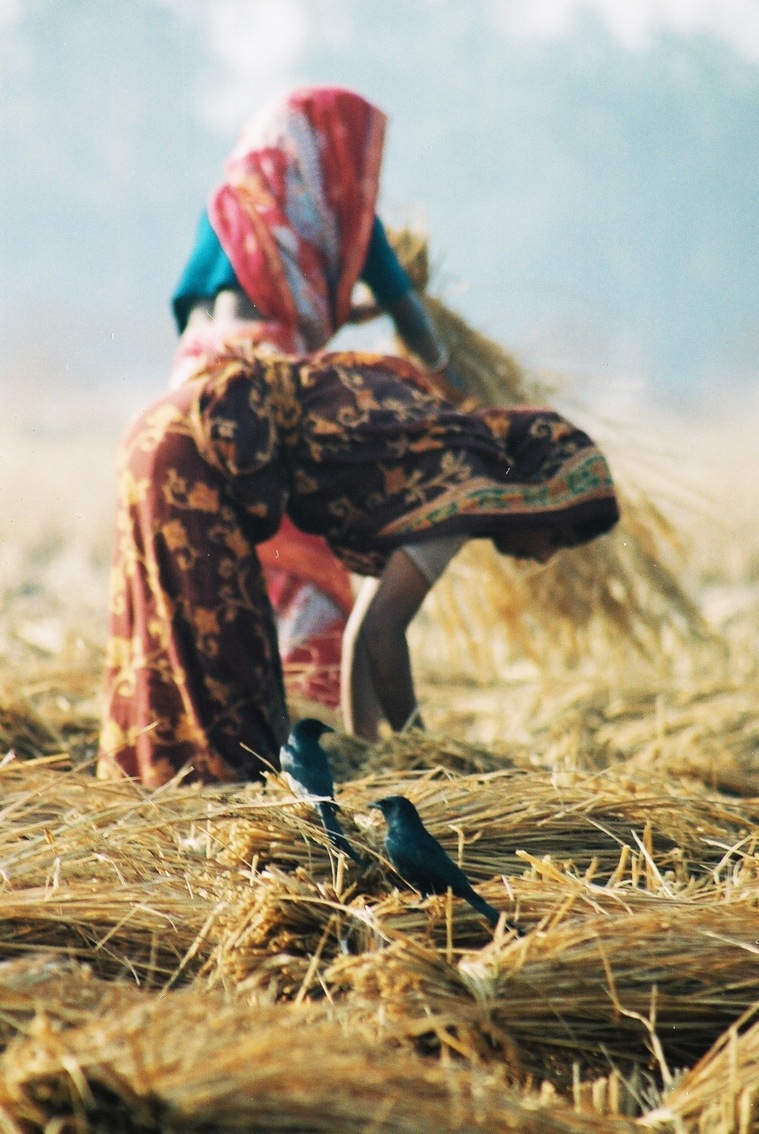 Drongos wait for their next meal as a paddy field is harvested in one of the many islands that constitute the Sunderbans.