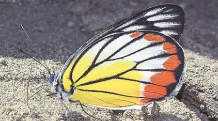 Isaac Kehimkar, Butterflies in India, Book on Indian Butterflies, Books, India News