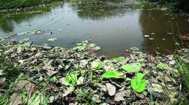 Chandigarh, yoga day celebrations, yoga day, Sukhna Lake, Capitol Complex,International Yoga Day, Shripad Yesso Naik, ministry of Ayush, environment department director Santosh Kumar, lotus flowes, Chandigarh News, Punjab News, Latest news, India News