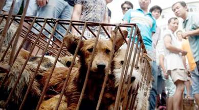Protesters file a huge petition against China dog meat festival | World News,The Indian Express Protesters file a huge petition against China dog meat festival | World News,The Indian Express