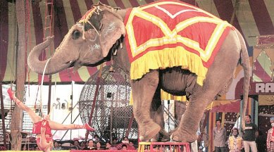 In NGO-circuses battle, animals face the brunt | India News,The Indian  Express