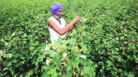 Punjab cotton, Haryana cotton, punjab crops, haryana crops, punjab agriculture, haryana agriculture, cotton, farming, agriculture, india news