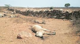 rajasthan , parched rajasthan, drought in rajasthan , water crisis in rajasthan, cow protection, beef ban, cow ministry, kochar village, BJP, congress, indian express news, india news, latest news, cow news, news on cow