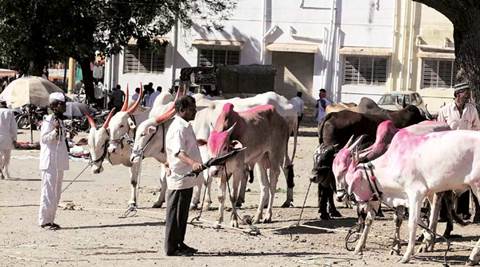 Punjab veterinary docs protest against damage to livestock caused by  'quacks' | Cities News,The Indian Express