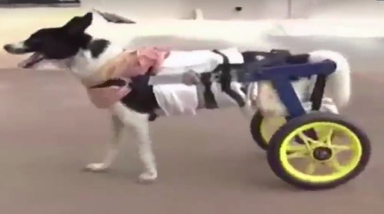 dog on wheel cart, stray dog with wheel cart, vet designs wheel cart for disabled dogs, wheel cart for dogs, Dr Madan Kompal, good news