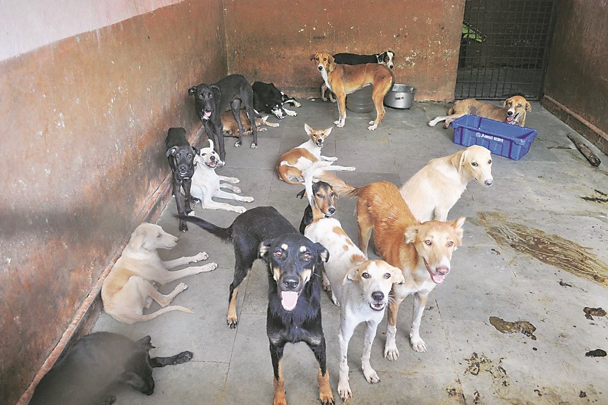 No City For Animals A Few Dog Pounds In City Struggling With Over Population Dwindling Resources Cities News The Indian Express