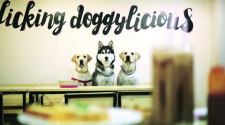 Puppychino, delhi dog cafe, india dog cafe, Delhi’s first dog café, India’s first dog café, first dog café, dog café, food news, dog lovers, talk news