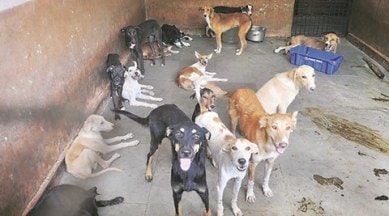 South Korea, SOuth Korea animals, Animals in South Korea, South Korea pets, S Korea, animal cafe, animal cafe in South Korea, world news