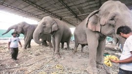 brahmaputra river, elephant, elephant lost, elephant in bangladesh, elephant flows bangladesh, elephant separated from herd, india news