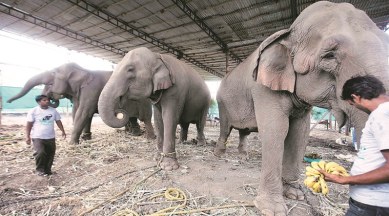 Animal rights and wrongs: Confiscation of animals from city circus raises question of 'rights' | Cities News,The Indian Express Animal rights and wrongs: Confiscation of animals from city circus raises question of 'rights' | Cities News,The Indian Express