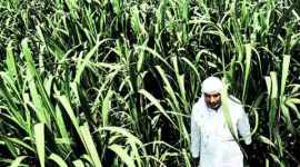 crop insurance, farmers crop insurance, farmers loan, new farmers crop insurance, Crop insurance schemes, Govt Crop insurance scheme, CAG Crop insurance scheme, agricultural news, india news