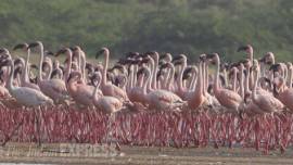 flamingo, flamingo hunting, mumbai flamingo hunting case, mumbai flamingo hunting case, flamingo case, india news, mumbai news
