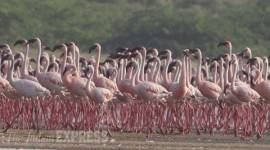 flamingo-480 flamingo, flamingo hunting, mumbai flamingo hunting case, mumbai flamingo hunting case, flamingo case, india news, mumbai news