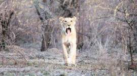 gir, gir lions, gir forest, amreli, amreli lions, gujarat lions, gir man eaters, gir man eater lions, gujarat forests, gujarat news, india news