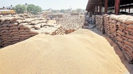 Haryana Electronics Development Corporation, HARTON, food grain, food grain storage haryana, food grain storage chandigarh, software to link food department, food department haryana, food department chandigarh, software for food department, chandigarh news, haryana news