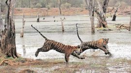 india-tiger-480 manas national park, assam manas national park, Manas national park tiger count, tiger conservation, manas tiger conservation, india news, latest news