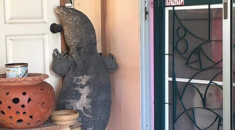 Giant lizard clings to the door at a home in Thailand/ Screenshot