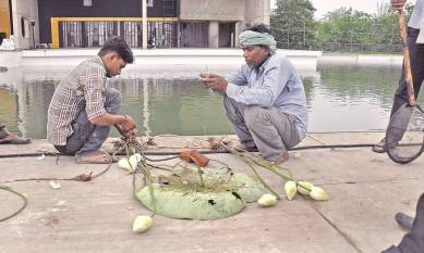 Yoga day celebrations, Capital complex Chandigarh, Chandigarh, Chandigarh yoga day celebrations, Chandigarh decoration plans, Lotus flowers hunt in Chandigarh, Haryana And Punjab News, latest news, India News