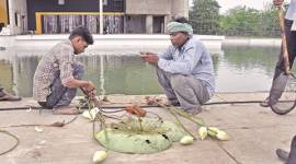 Yoga day celebrations, Capital complex Chandigarh, Chandigarh, Chandigarh yoga day celebrations, Chandigarh decoration plans, Lotus flowers hunt in Chandigarh, Haryana And Punjab News, latest news, India News