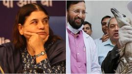 Maneka Gandhi, Prakash Javadekar, animal cruelty, vermin, environment ministry, ministry of environment and forests, animal killing india, monkey killing himachal, wild boar killing, government allows animal killing, animal rights india, animal cruelty by government, government killing animals, india news