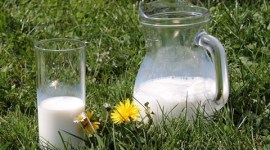 Cow Milk, oestrogens in Cow milk, blood levels in Humans, Reproductive heath o humans, Medical news, Heath research, Milk and heath benefits, latest news,,