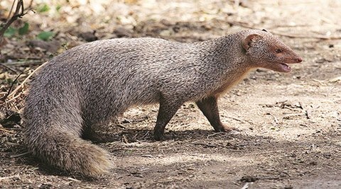 Mongoose