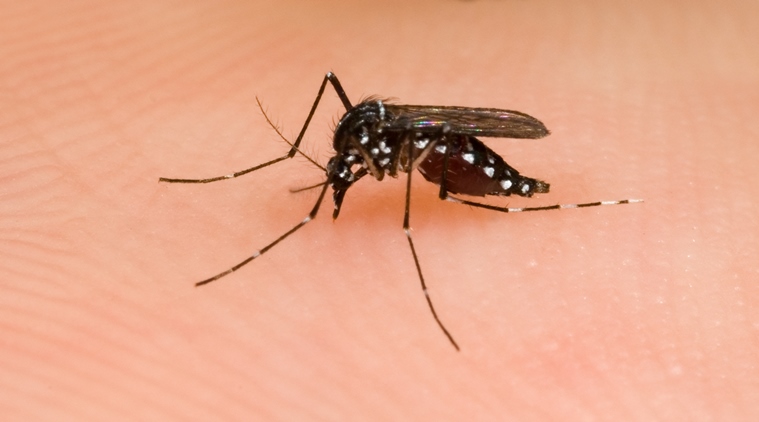 Mosquito bite increasing severe illness(source:thinkstock)