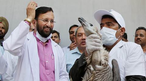 Javadekar’s reply to Maneka: Government culls animals for a reason