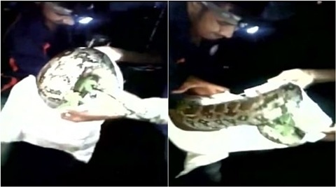 Video: 6-foot-long python visits police station in Hyderabad, scares ...