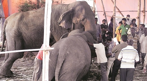 Pune Rambo Circus finally gets back its animals | Cities News,The Indian Express Pune Rambo Circus finally gets back its animals | Cities News,The Indian Express