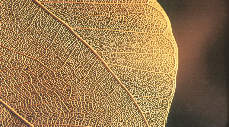 Beauty with brains: Flowers turn out in the most vivid colours and shapes so they’ll be visited by anything that’ll help pollinate them