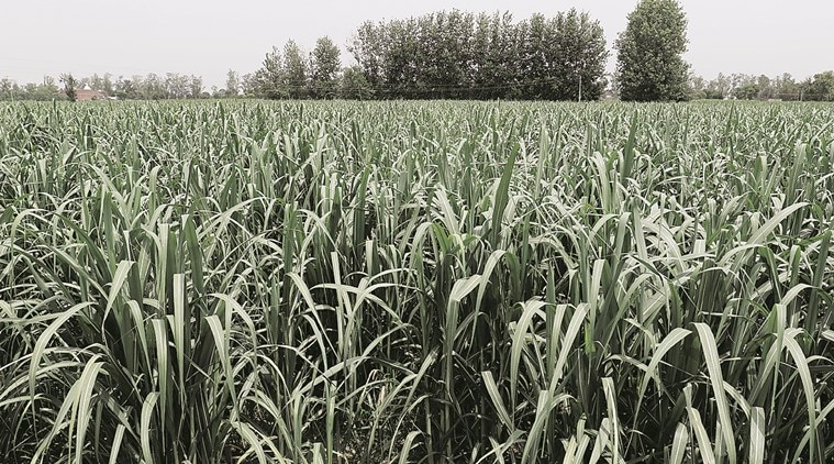 maharashtra, Sugarcane, Average fair and remunerative price, average FRP, sugarcane growers, sugarcane farming, india news, indian express news
