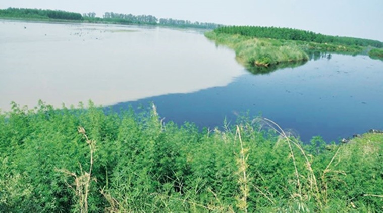 SYL canal issue, Punjab Haryana water dispute, water dispute, Congress MLAs resigns, Punjab Congress MLAs resign, Badal government, Punjab CM badal, Supreme Court decision, Pranab Mukherjee, indian express news