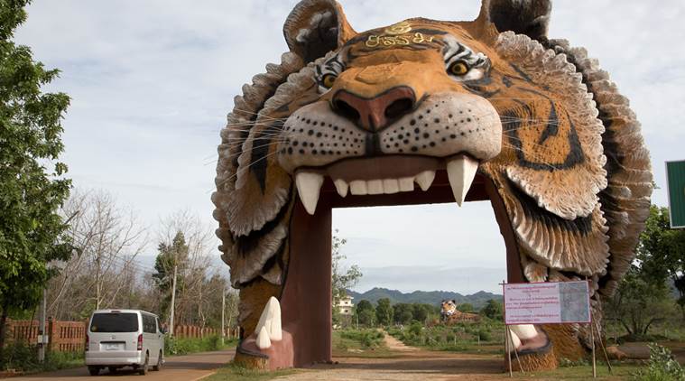 thailand, tiger temple, tiger carcass, tiger trafficking, animal trafficking, thailand tiger trafficking, thai tiger temple, tiger temple abbot, tiger trafficking in thailand
