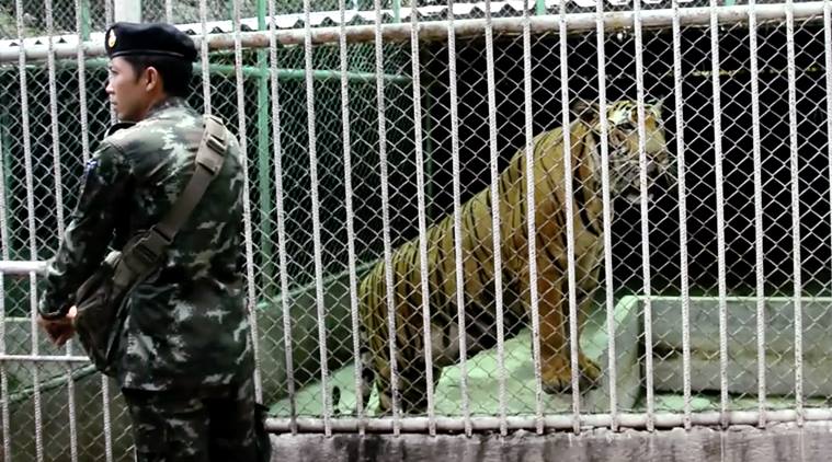 thailand, tiger temple, thailand tiger temple, tiger temple thailand, tigers removed thailand temple, tigers removed tiger temple, thailand wildlife activist, thailand tiger temple evacuation, selfie with tiger thailand tiger temple,thailand tiger temple selfie, selfie with tiger, tiger temple latest, thailand tiger temple latest, thailand news, world news