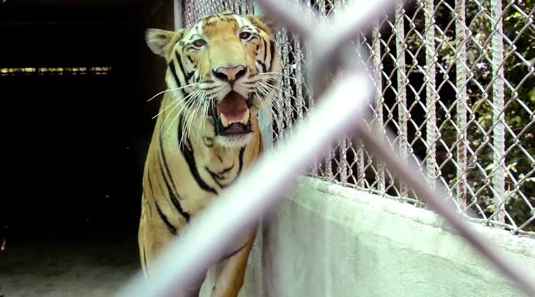 thailand, tiger temple, thailand tiger temple, tiger temple thailand, tigers removed thailand temple, tigers removed tiger temple, thailand wildlife activist, thailand tiger temple evacuation, selfie with tiger thailand tiger temple,thailand tiger temple selfie, selfie with tiger, tiger temple latest, thailand tiger temple latest, thailand news, world news