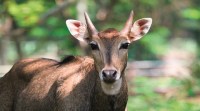 Medium close-up of Nilgai with blurry background. no alt set