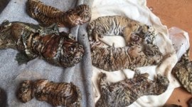 thailand, tiger temple, thailand tiger temple, tiger temple thailand, tigers removed thailand temple, tigers removed tiger temple, thailand wildlife activist, thailand tiger temple evacuation, selfie with tiger thailand tiger temple,thailand tiger temple selfie, selfie with tiger, tiger temple latest, thailand tiger temple latest, thailand news, world news