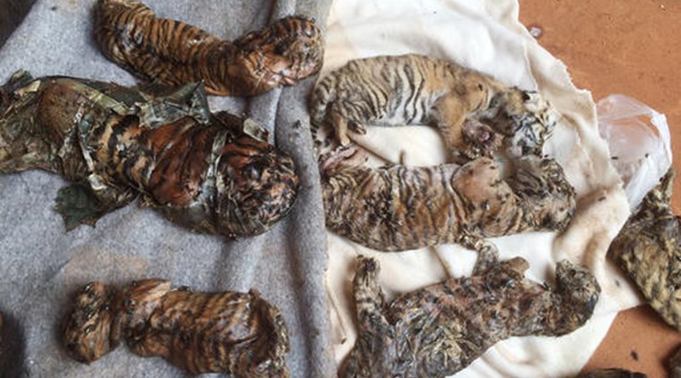 thailand, tiger temple, thailand tiger temple, tiger temple thailand, tigers removed thailand temple, tigers removed tiger temple, thailand wildlife activist, thailand tiger temple evacuation, selfie with tiger thailand tiger temple,thailand tiger temple selfie, selfie with tiger, tiger temple latest, thailand tiger temple latest, thailand news, world news